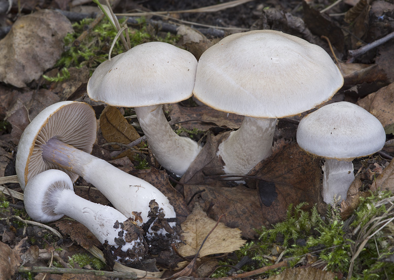 Cortinarius acutispissipes